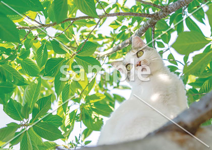 [6月] 木のぼりする猫