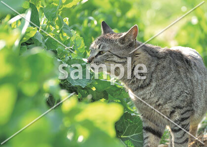 [7月] 散歩中の猫