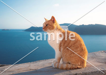 [8月] 海を眺める猫
