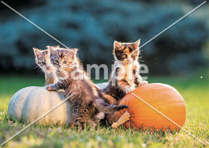 [10月] カボチャと仔猫