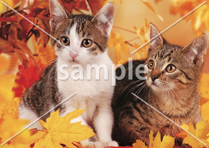 [11月] 2匹の仔猫