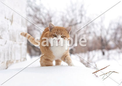 [12月] 雪道を散歩する猫