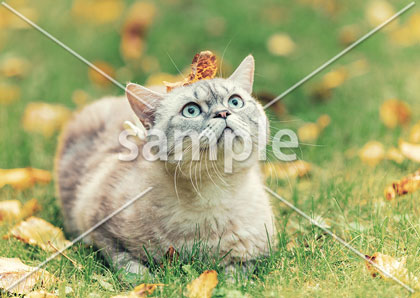 [9月] 落ち葉を乗せた猫