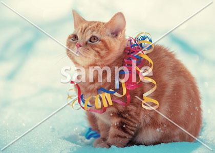 [1月] 新年を祝う猫