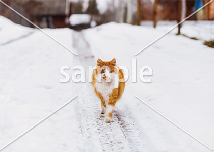 [1月/2月] 雪道散策