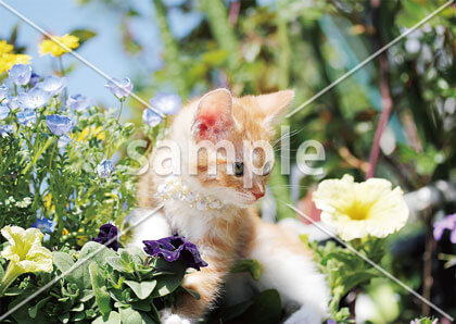 [3月/4月] 花の中で日向ぼっこ