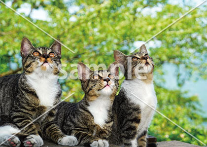 [5月/6月] 見上げる三兄弟