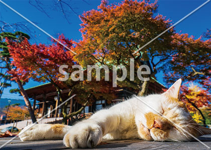 [9月/10月] 秋の日差しでうたた寝