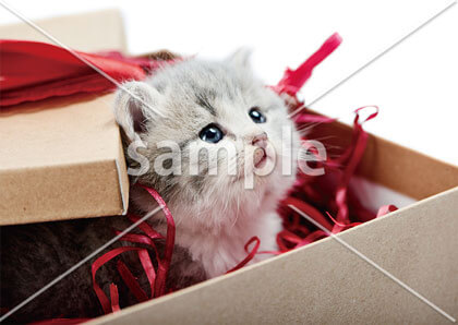 [11月/12月] プレゼント箱でかくれんぼ