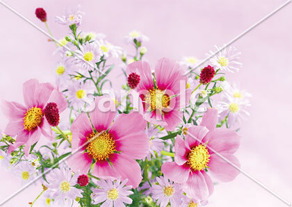 [9月] ピンクのコスモス