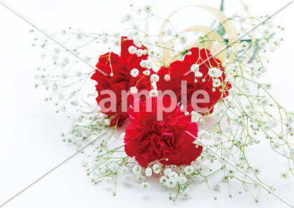 [5月] カーネーション