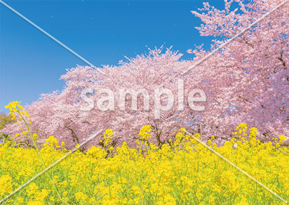 [3月/4月] 熊谷桜堤の桜と菜の花