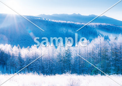 [11月/12月] 冬の霧ヶ峰高原