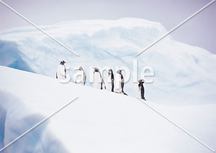 [2月] 南極　ジェンツーペンギン