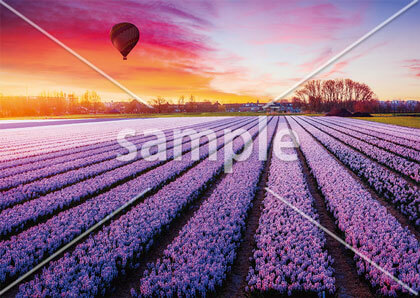 [4月] オランダ　花畑