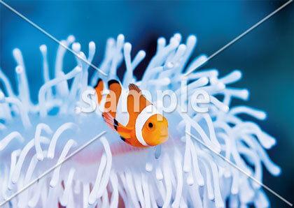 [9月/10月] カクレクマノミとイソギンチャク