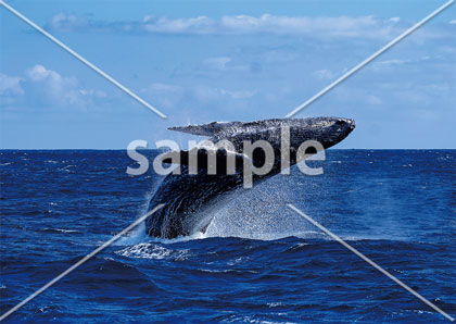 [11月/12月] クジラのブリーチング 