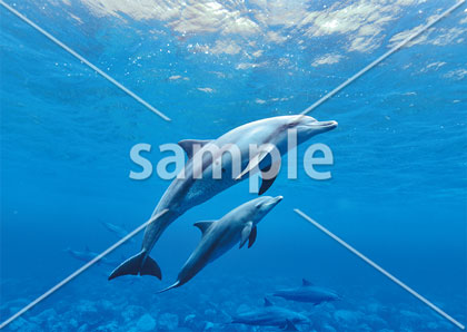 [1月/2月] イルカの親子