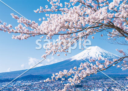 [4月] 富士山と満開の桜