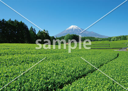 [5月] 富士山と茶畑