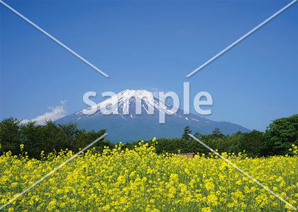 [6月] 富士山とキカラシ