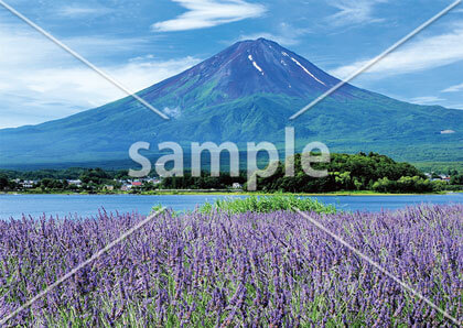 [7月] 富士山とラベンダー