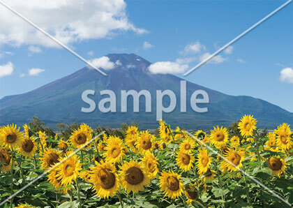 [8月] 富士山とヒマワリ