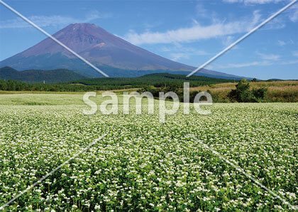 [9月] 富士山と蕎麦の花