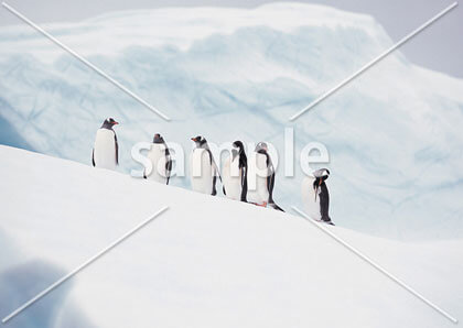 [2月] 南極　ジェンツーペンギン