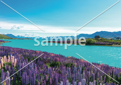[11月] ニュージーランド　テカポ湖とルピナス