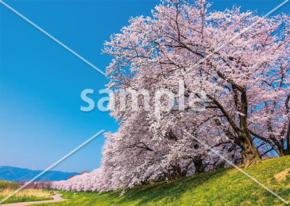 [4月] 背割堤の桜