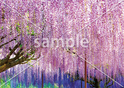 [5月] 降り注ぐ藤の花