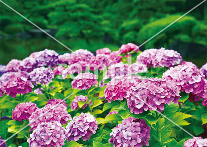 [6月] 初夏に咲く紫陽花