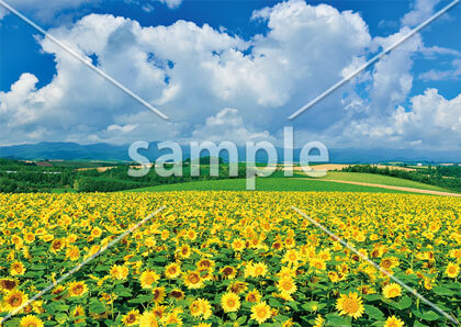 [8月] 美瑛のひまわり