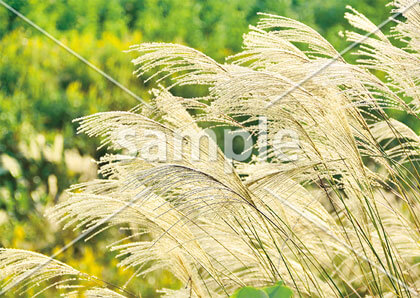 [10月] 清秋のススキ