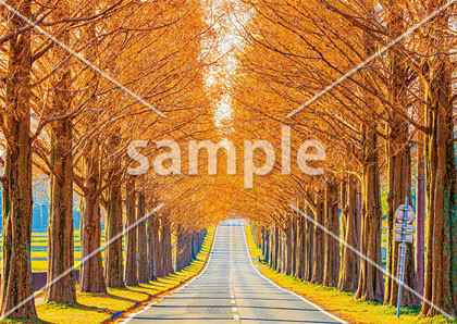 [11月] マキノのメタセコイア並木