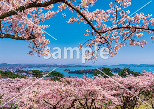 桜と松島湾
