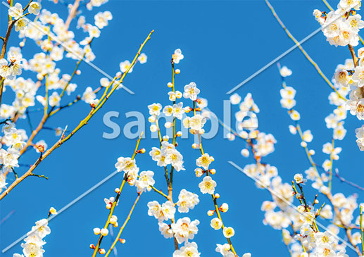 [2月] 梅の花と青空