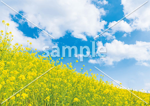 [3月] 春の菜の花