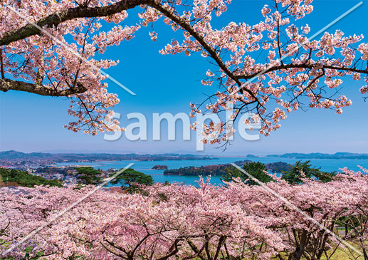 [4月] 桜と松島湾