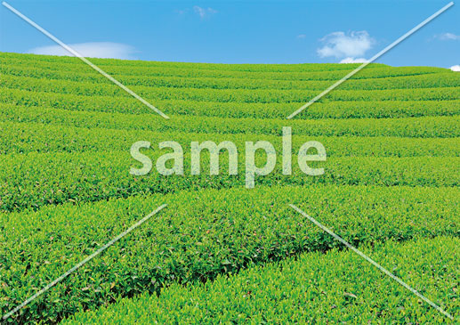 [5月] 富士宮の茶畑