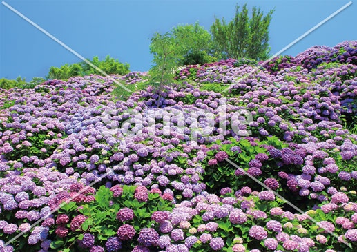 [6月] 初夏に咲く紫陽花