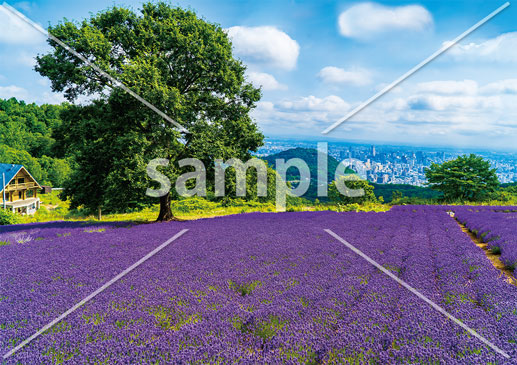 [7月] ラベンダー畑
