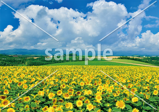 [8月] 美瑛のひまわり