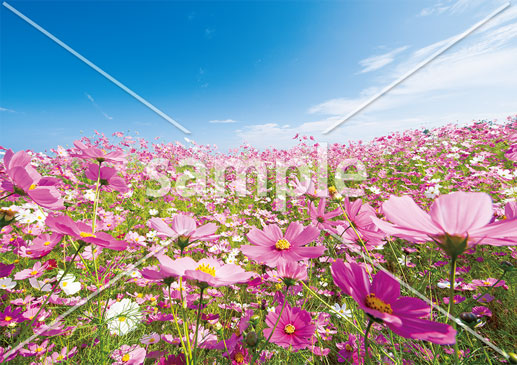 [9月] 秋空のコスモス