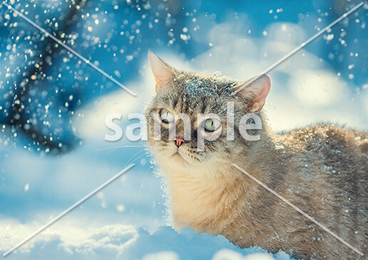 [1月] 雪の中にたたずむ