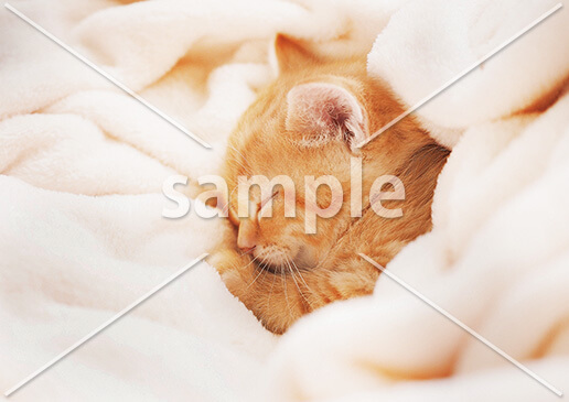 [2月] 白い毛布に包まれて