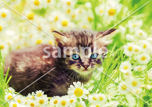 [3月] カモミール畑の子猫
