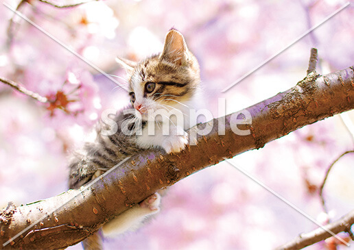 [4月] 満開の桜に木登り