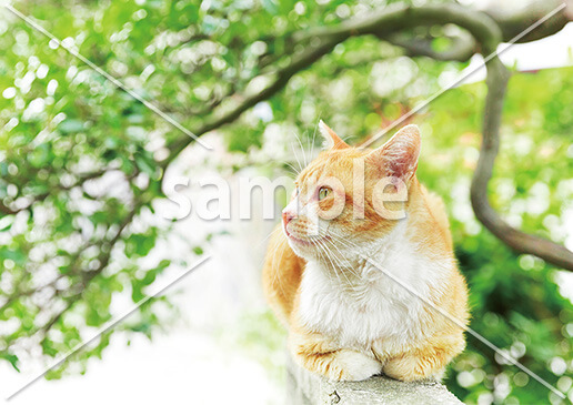 [5月] 塀の上でひとやすみ